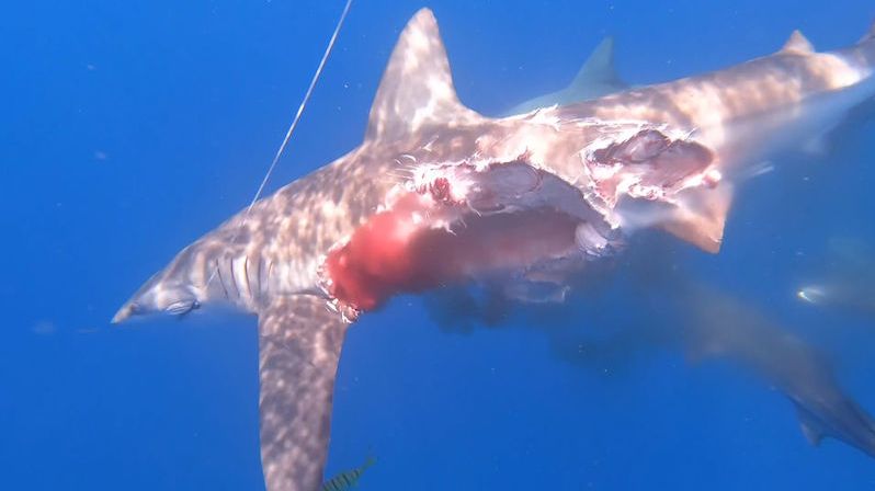 Žralok plaval s vykousnutou částí těla